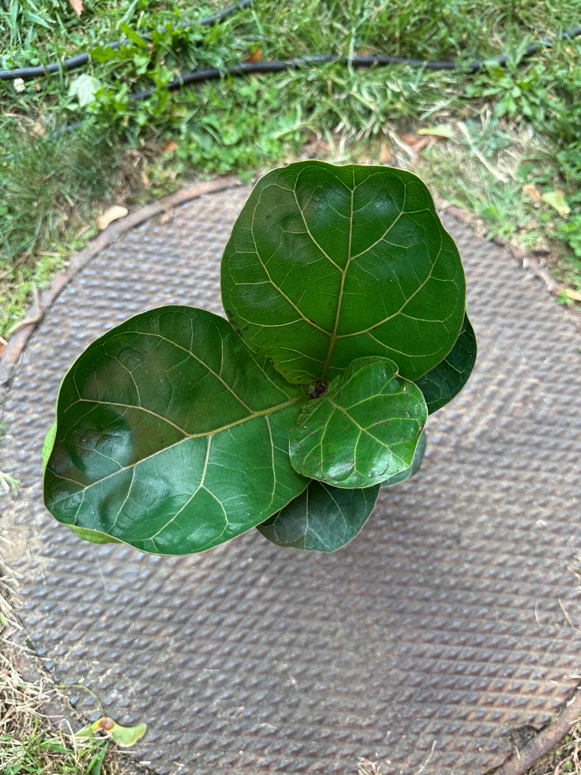 Ficus lyrata Bambino broad green leaves and pale veining close-up