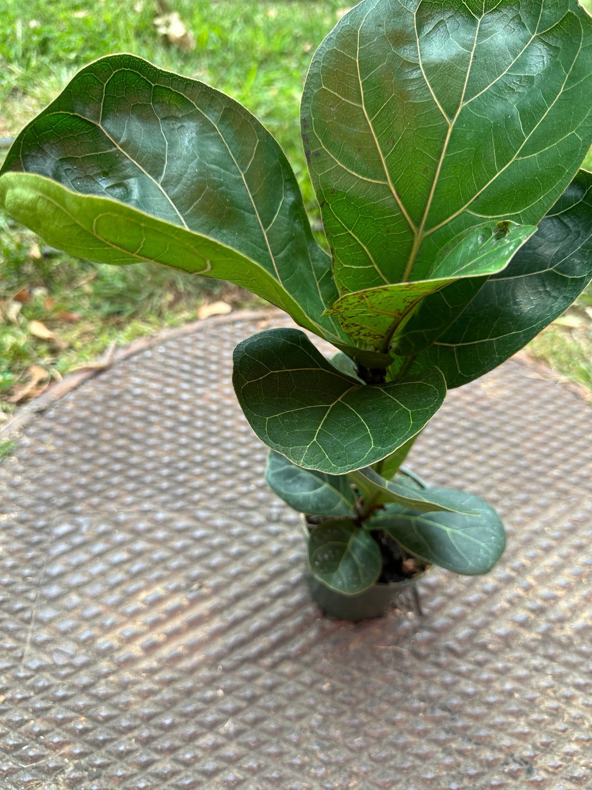 Ficus lyrata Bambino compact foliage and new leaf detail
