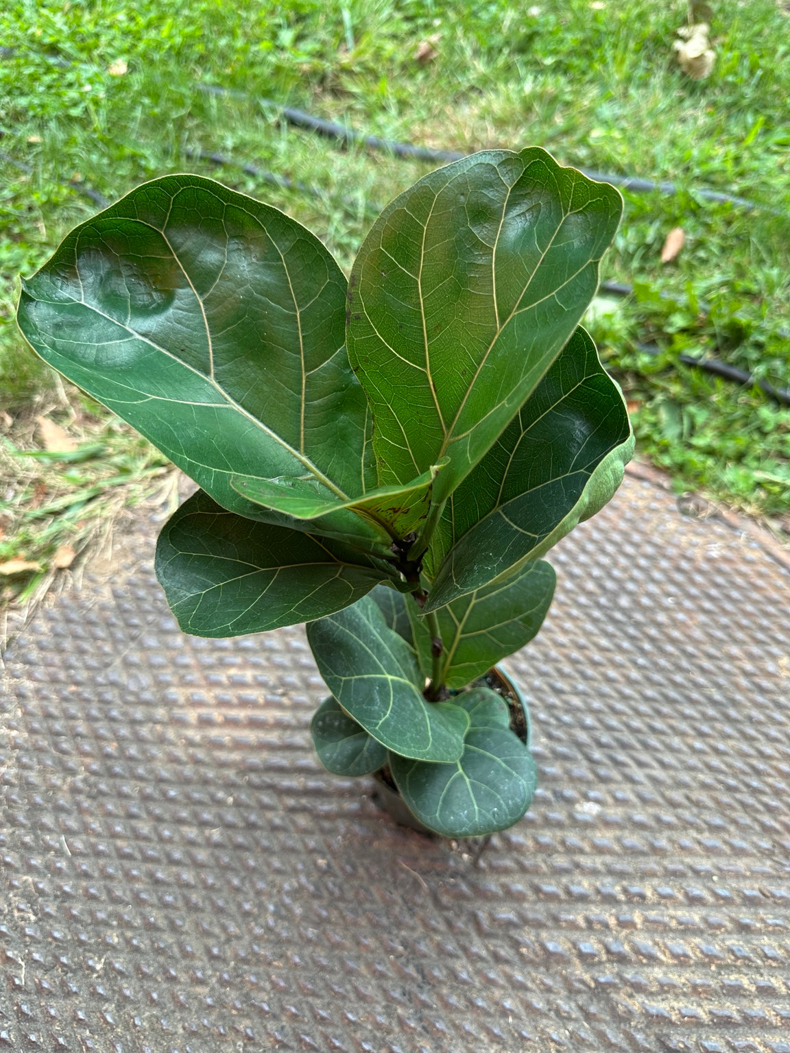Ficus lyrata Bambino 4-inch pot full plant with compact fiddle-shaped foliage