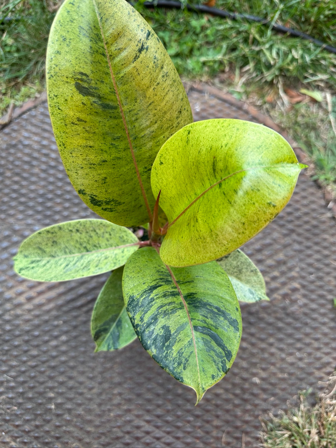 Ficus shivereana Moonshine lime green and dark green marbled foliage close-up