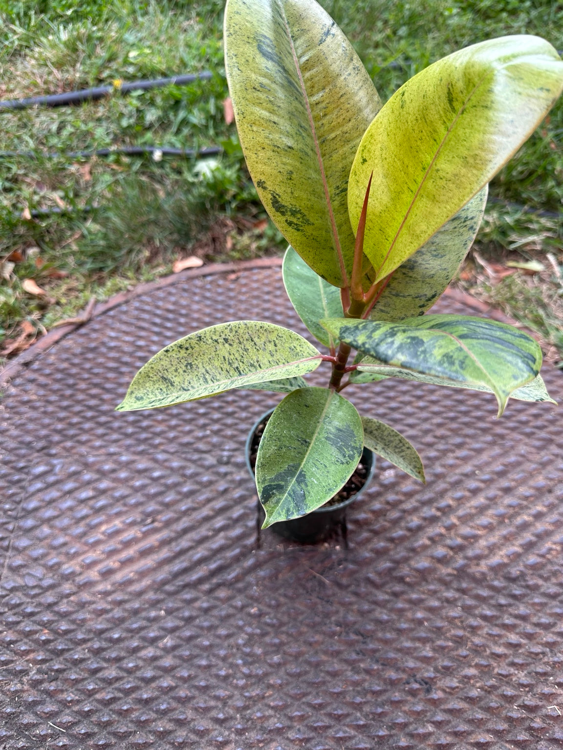 Ficus shivereana Moonshine 4-inch pot full plant with lime green mottled foliage