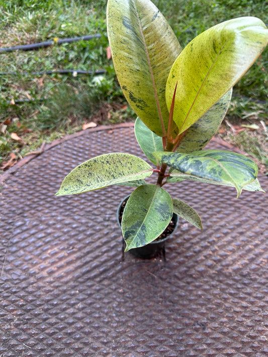 Ficus shivereana Moonshine 4-inch pot full plant with lime green mottled foliage