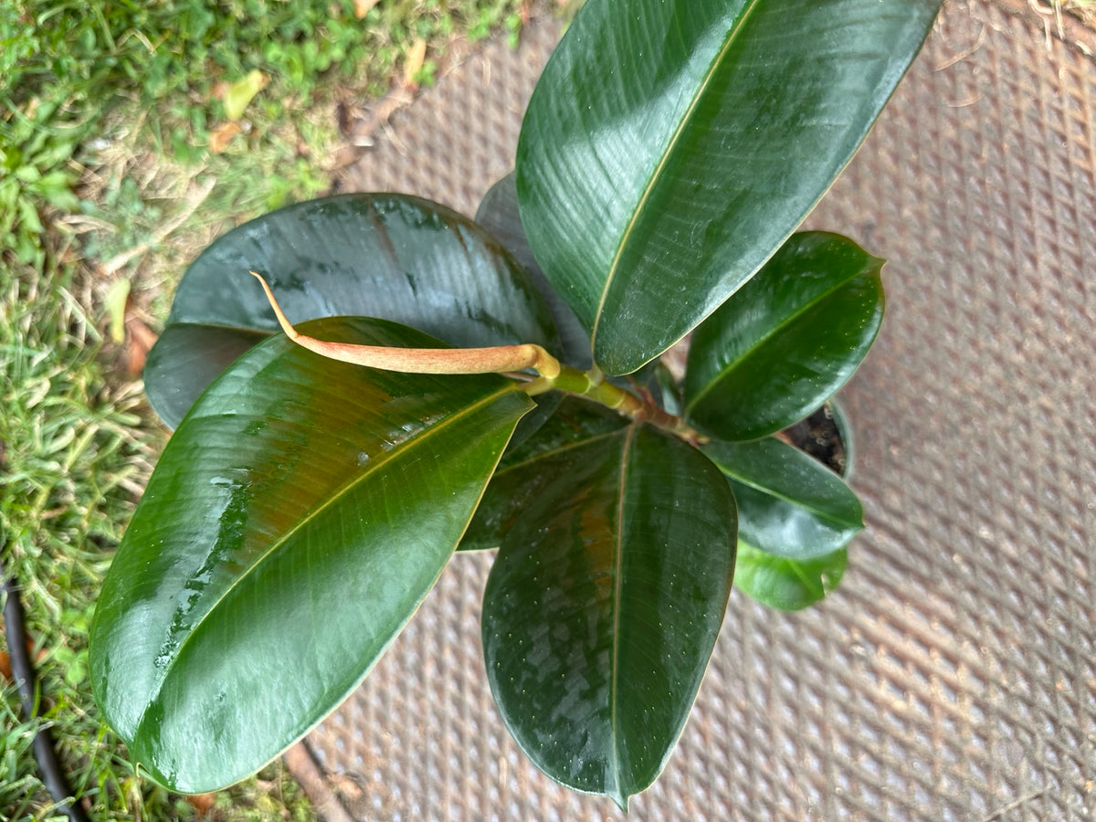 Ficus Sofia glossy dark green foliage and new growth detail