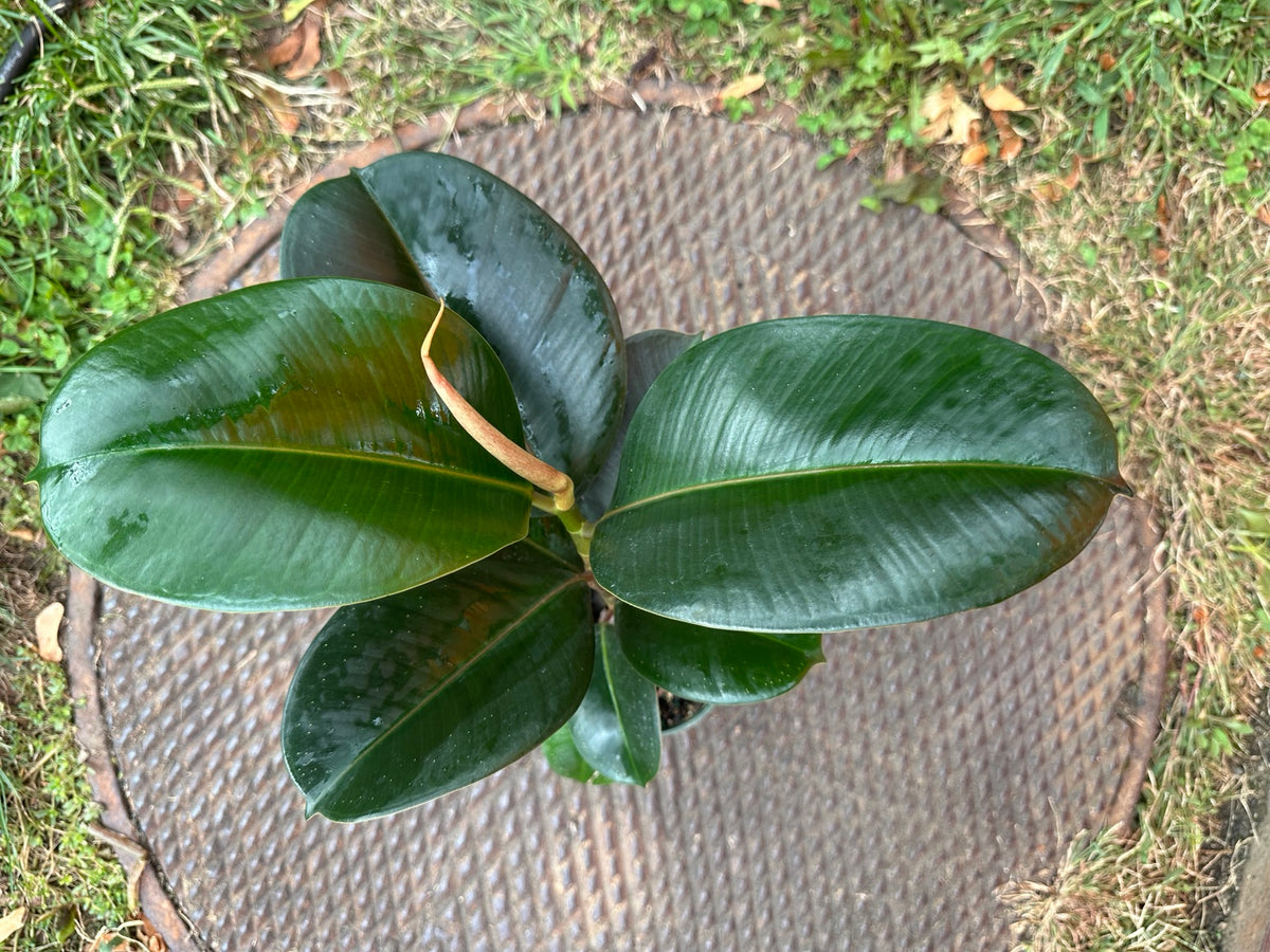 Ficus Sofia 4-inch pot full plant with glossy dark green foliage