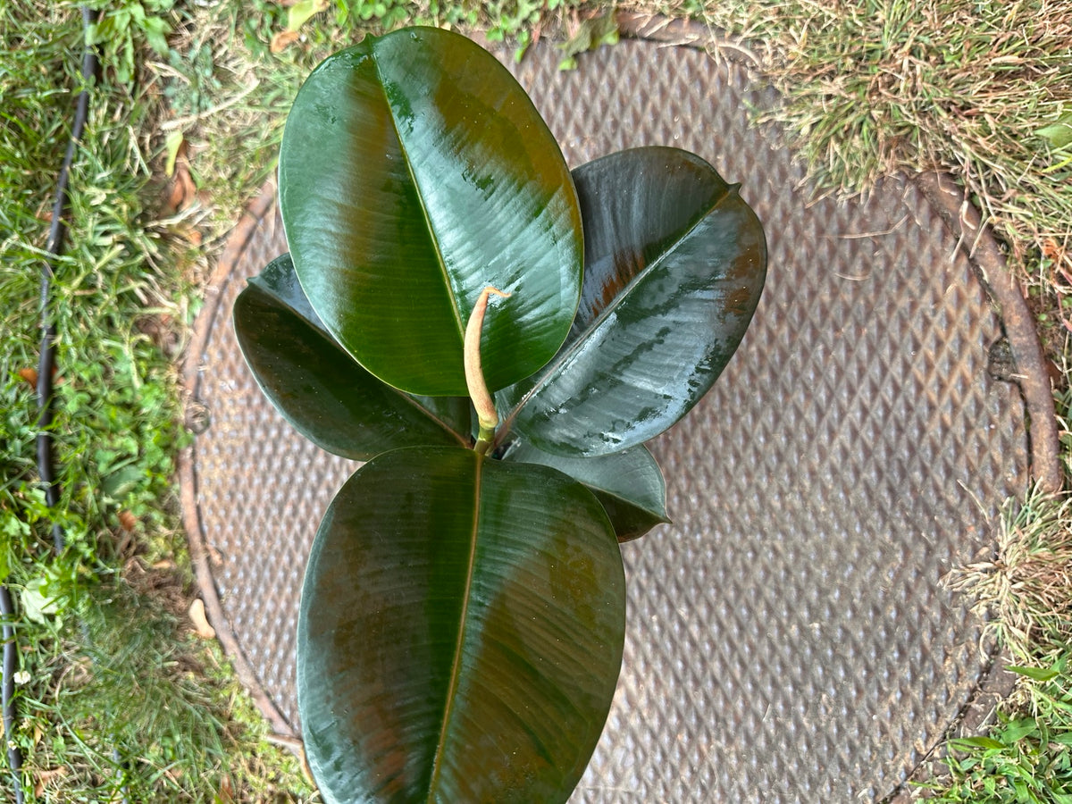 Ficus Sofia compact upright growth in 4-inch pot
