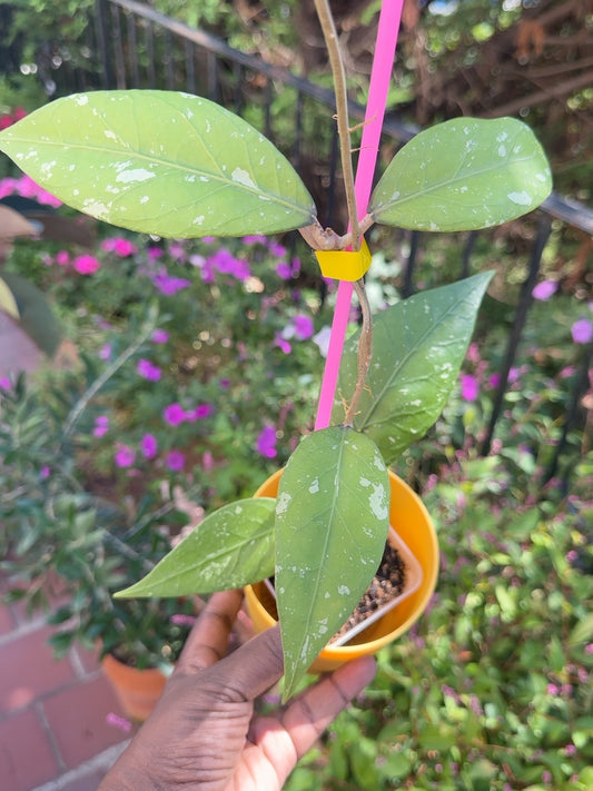Hoya sp. Aceh Kahfi Lime exact rooted plant