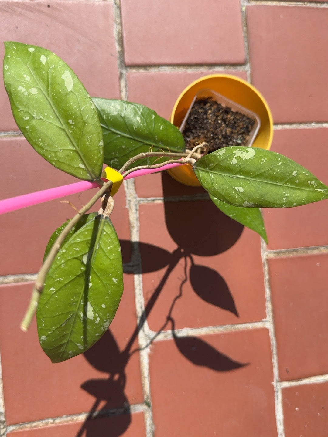 Full view of rooted Hoya sp. Aceh Kahfi Lime climbing on support