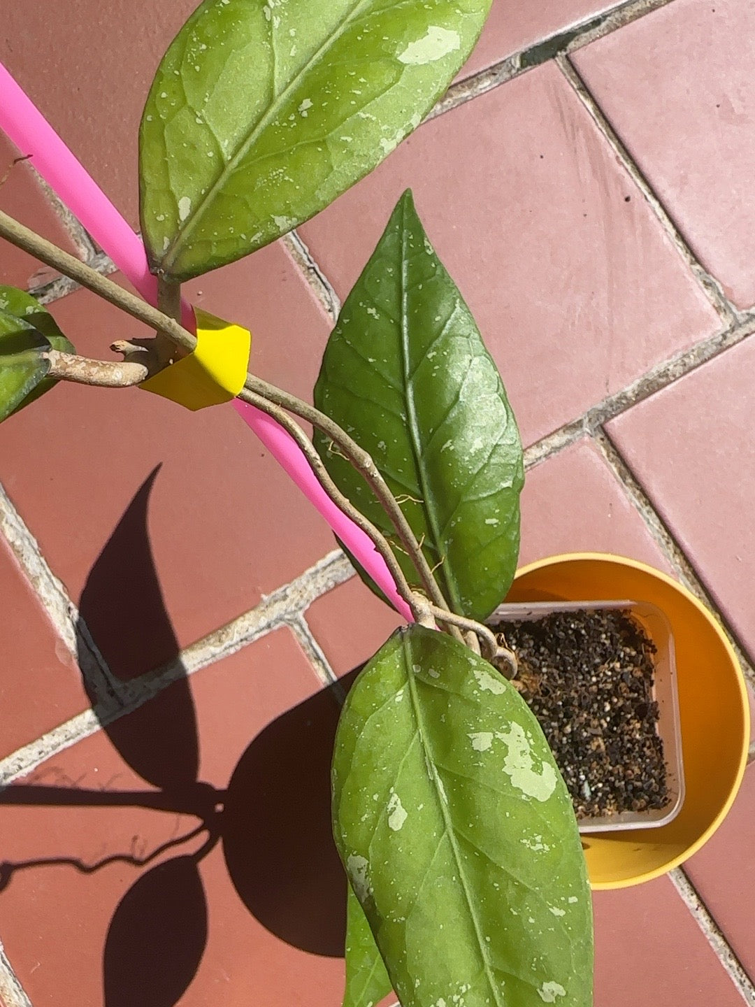 Leaf detail showing silver splash on Hoya sp. Aceh Kahfi Lime