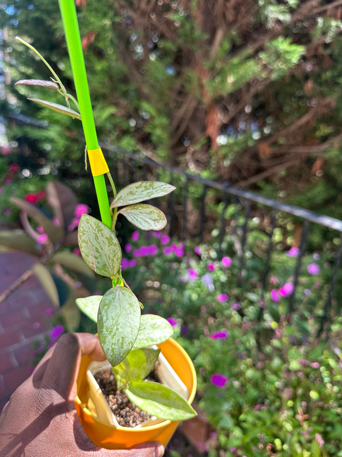 Hoya collina High Splash exact plant, full established rooted specimen