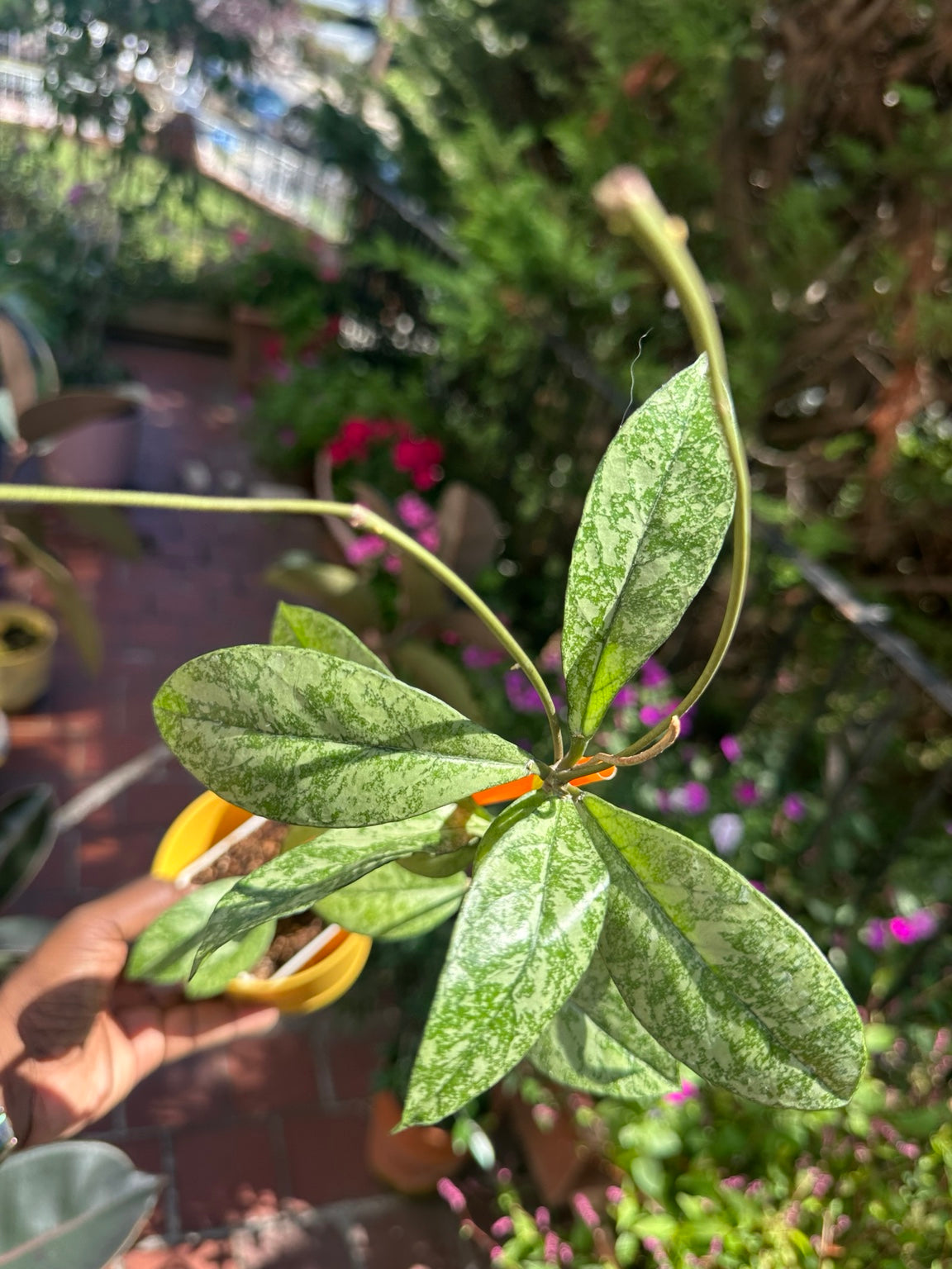 Close view of Hoya crassipetiolata High Splash silver foliage and active vine