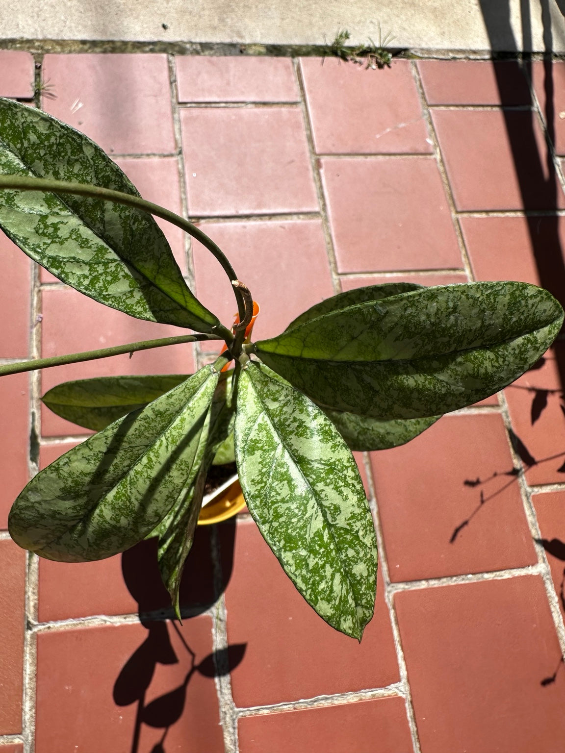 Top view of Hoya crassipetiolata High Splash rooted exact plant