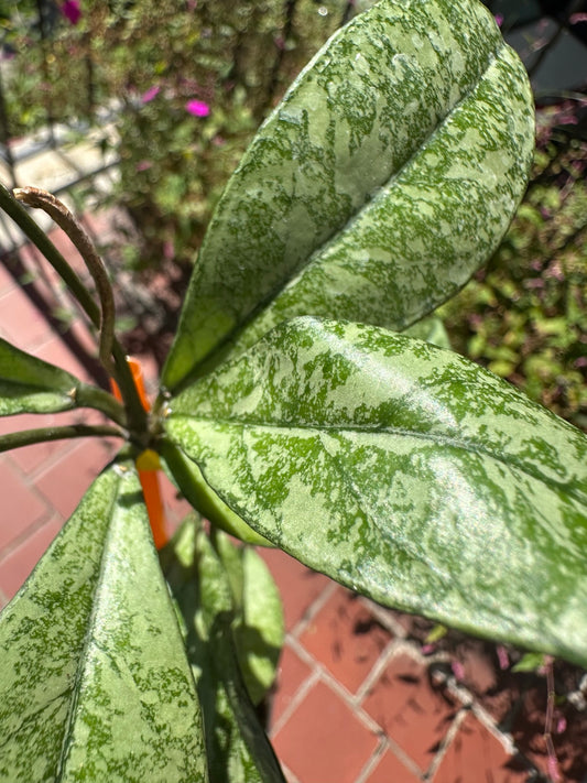 Close-up of Hoya crassipetiolata High Splash heavy silver leaf pattern