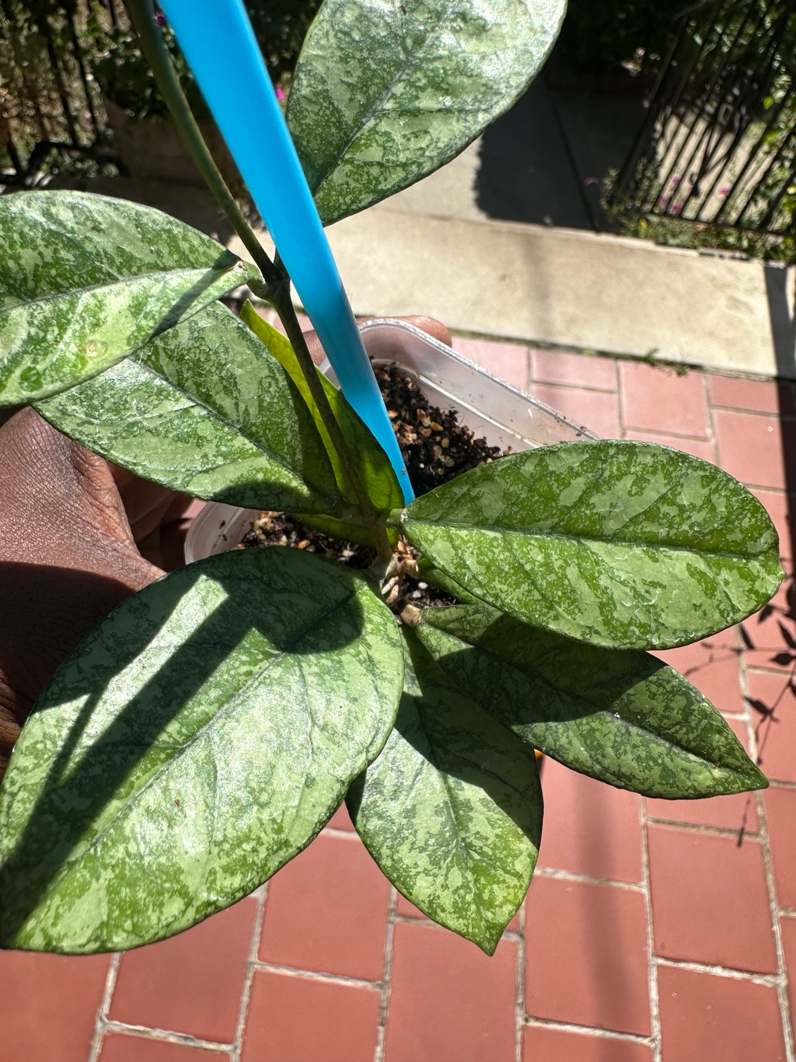 Hoya crassipetiolata High Splash exact plant, rooted base with mature silver splash leaves