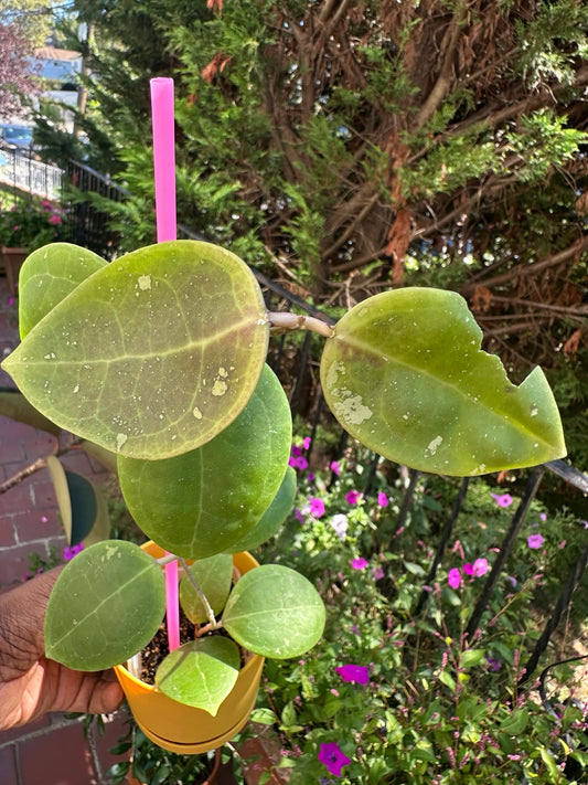 Hoya dolichosparte exact plant from Rockaway Botanica