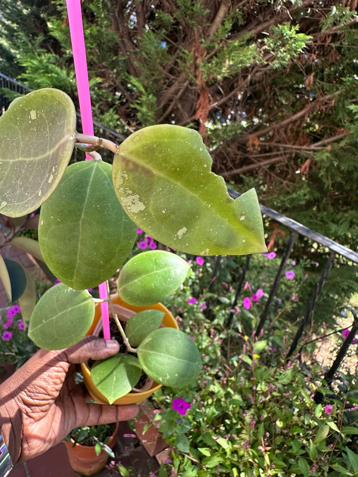 Hoya dolichosparte exact rooted plant foliage and vine