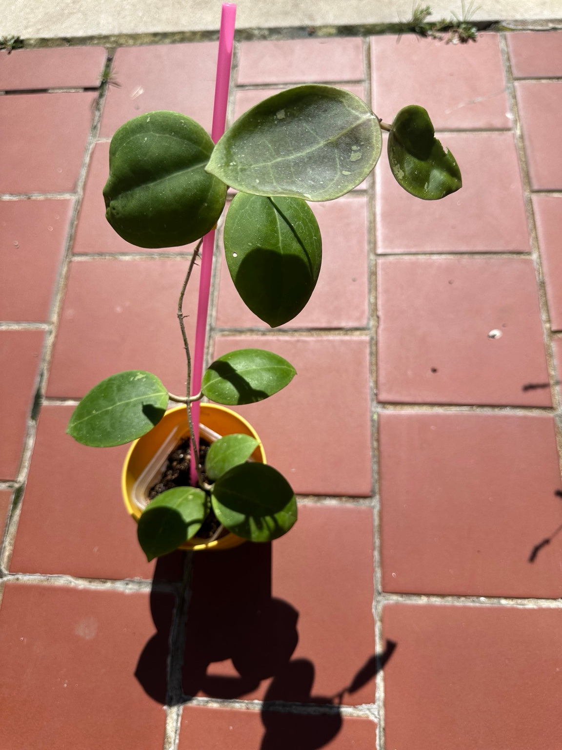 Hoya dolichosparte exact plant full vine and mature leaves