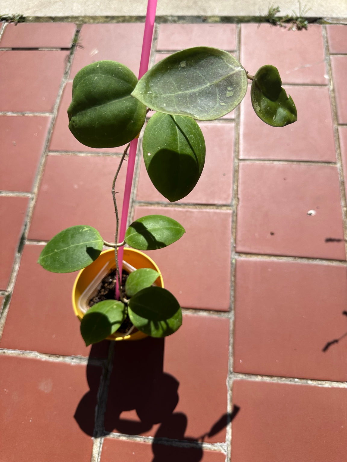 Hoya dolichosparte exact plant mature oval foliage