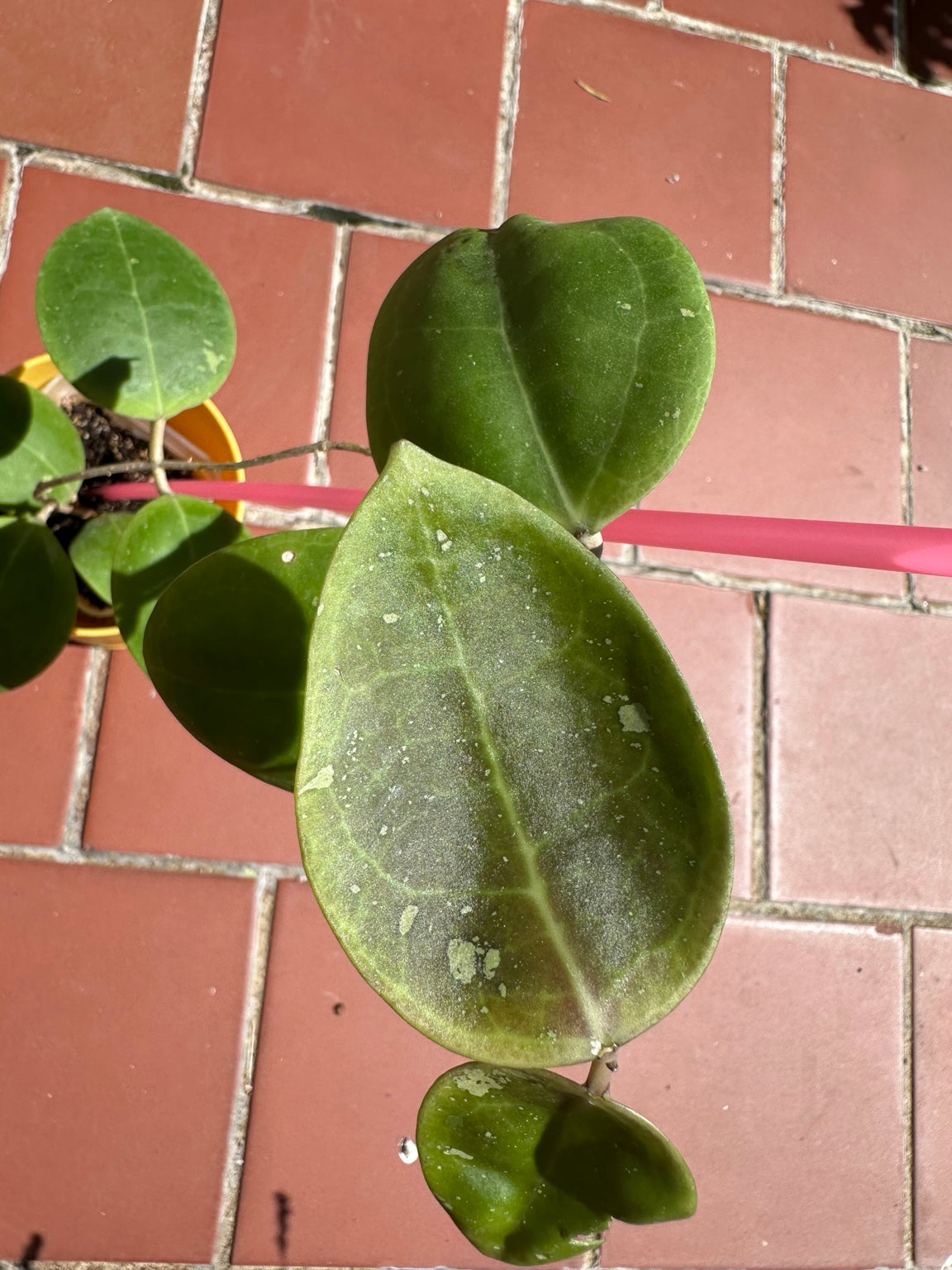 Hoya dolichosparte exact plant close-up of mature leaf