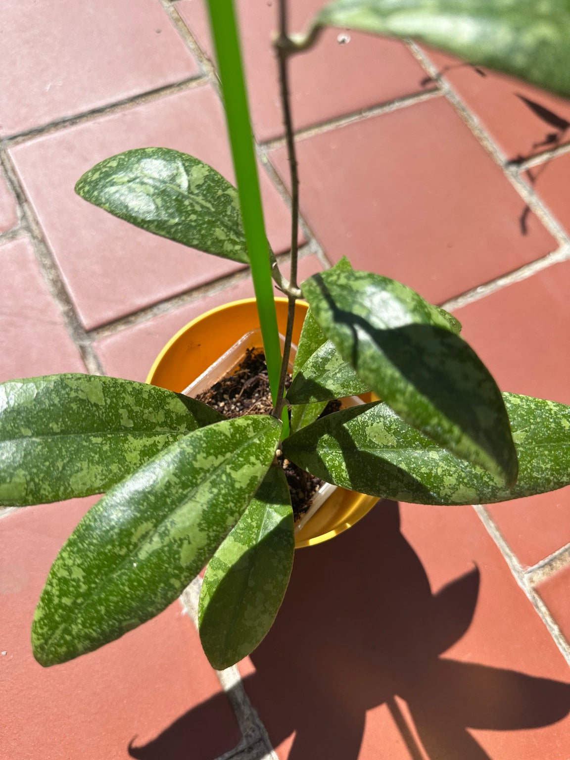 Close view of Hoya finlaysonii Silver mature leaves and silver mottling