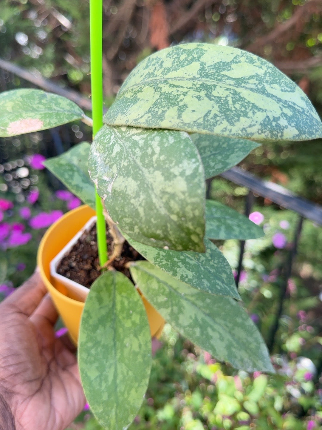 Hoya sp. Kalbar High Splash exact rooted plant