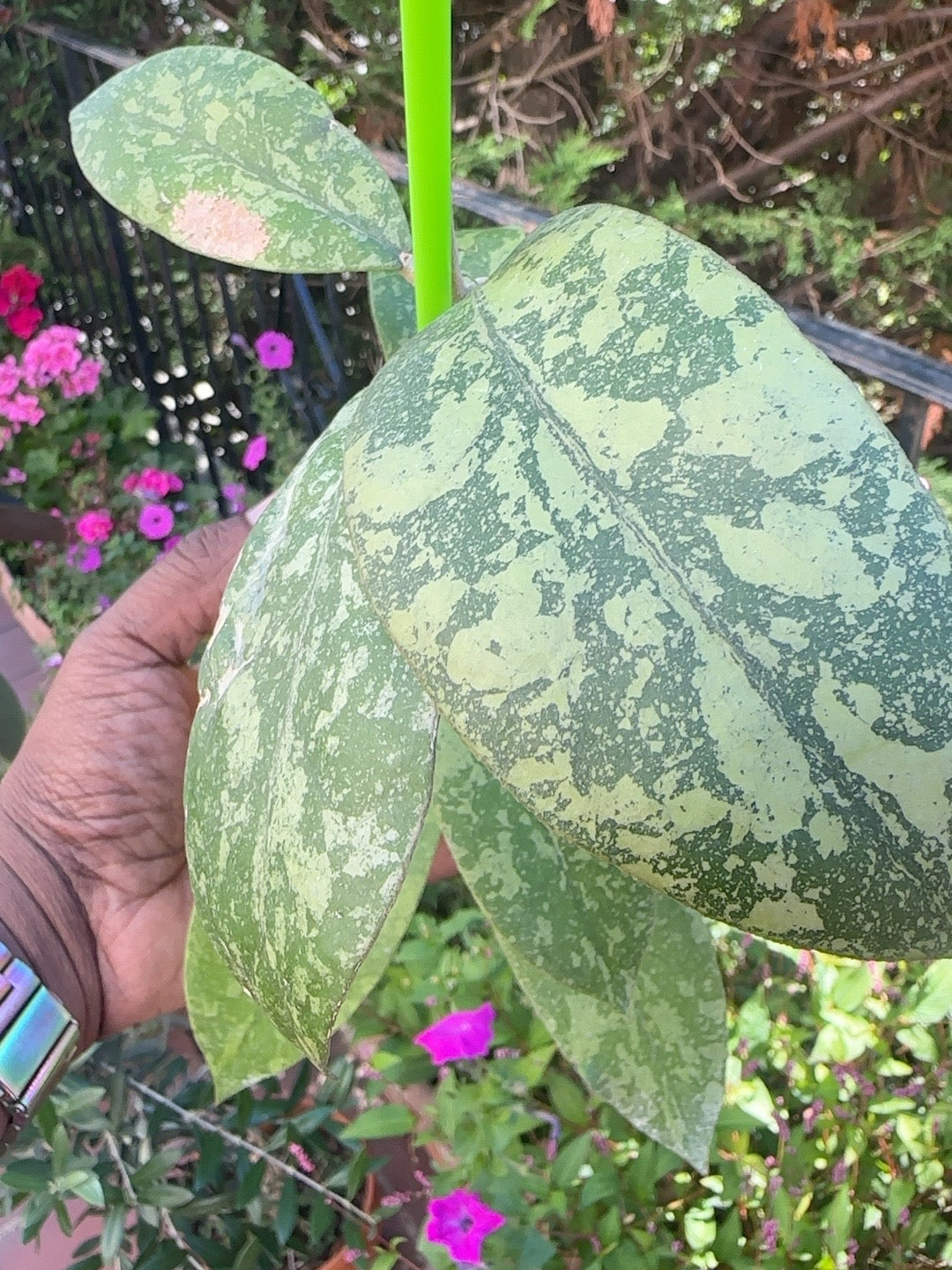 Close-up of heavily splashed Hoya sp. Kalbar foliage