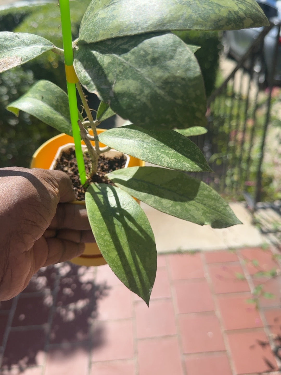 Full profile of rooted Hoya sp. Kalbar High Splash plant