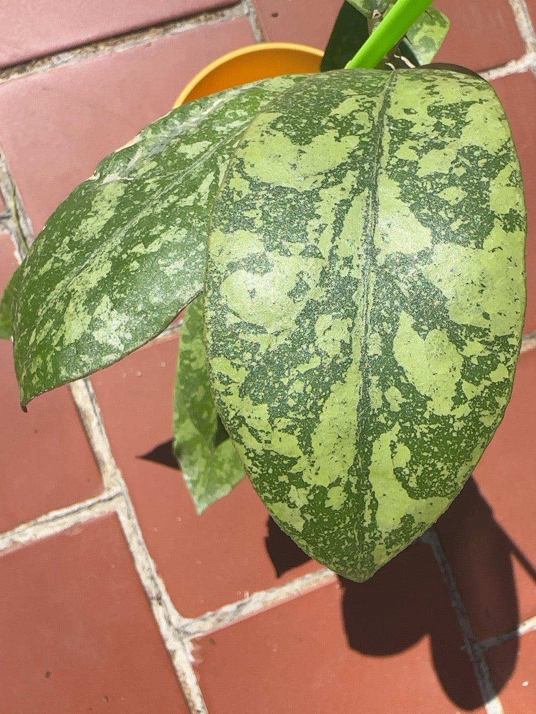Mature leaf close-up on Hoya sp. Kalbar High Splash