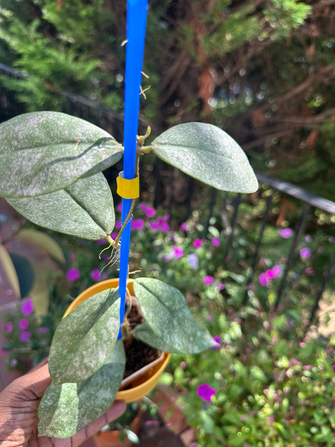 Hoya mitrata Silver exact plant
