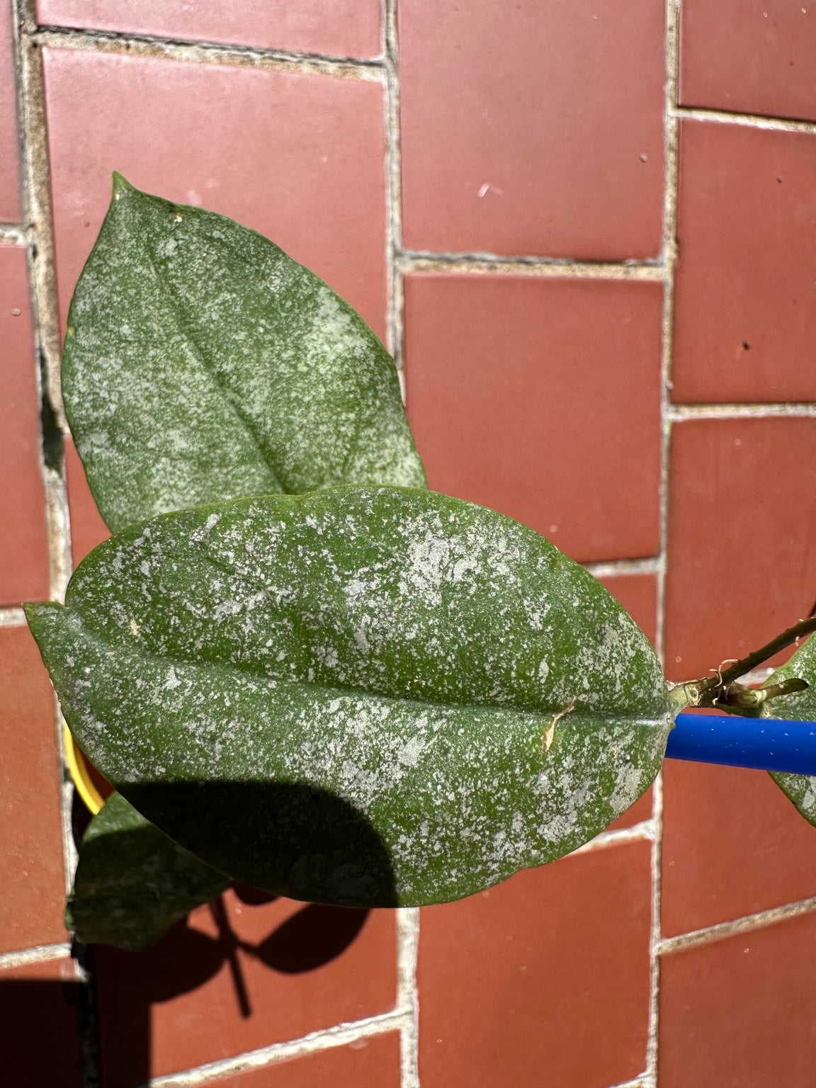 Hoya mitrata Silver exact plant