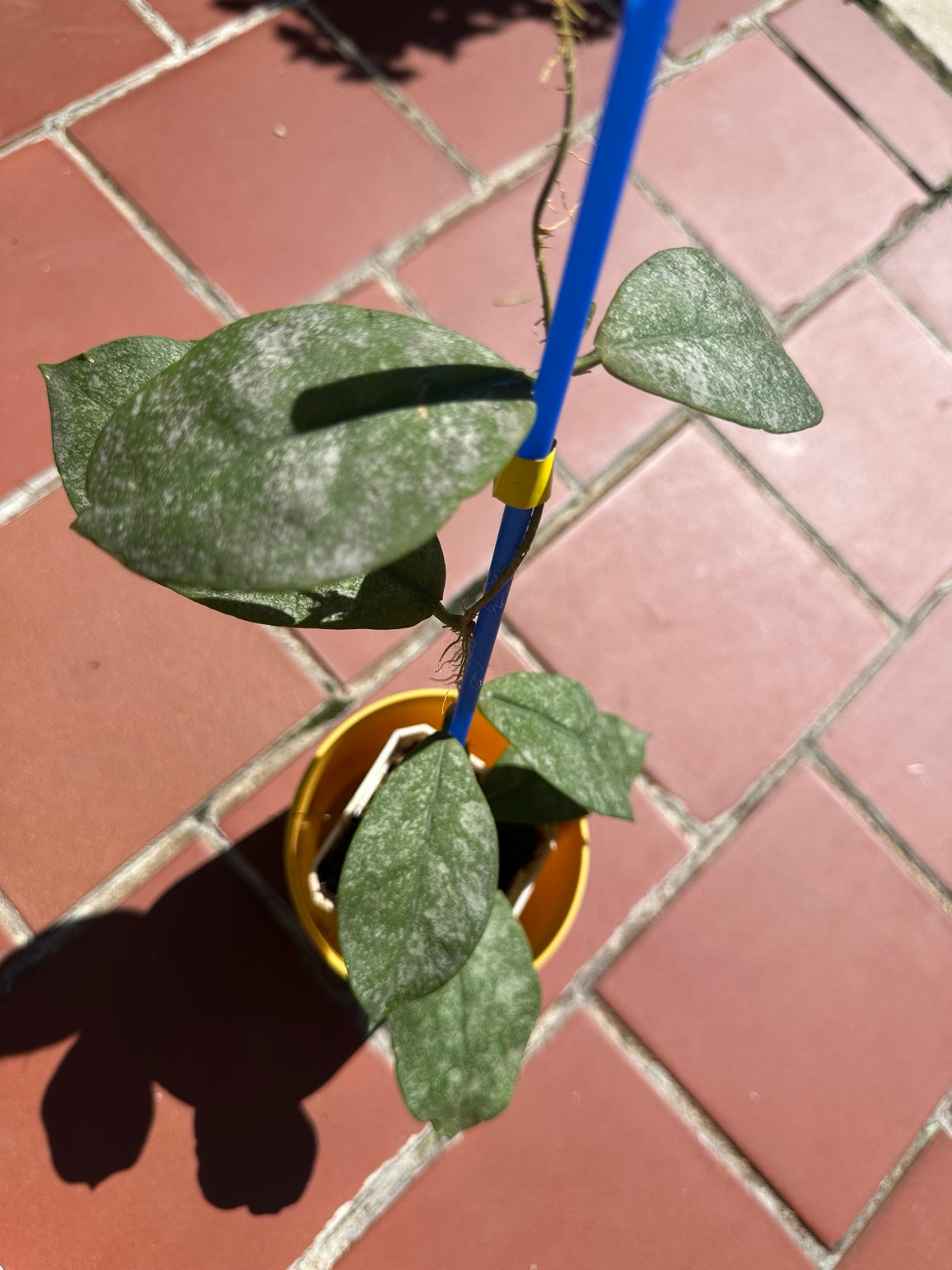 Hoya mitrata Silver exact plant