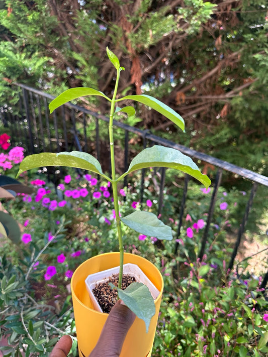 Hoya multiflora WonderPhil exact rooted plant