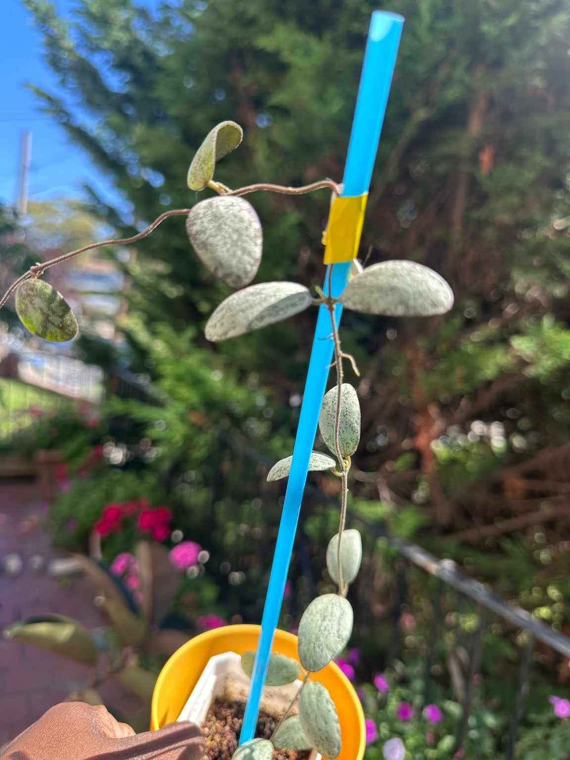 Hoya sigillatis Silver exact plant showing mature vine and silver leaves
