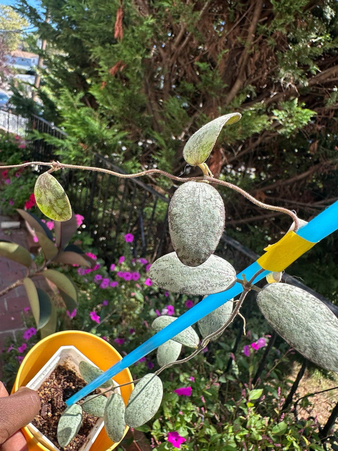 Close view of Hoya sigillatis Silver foliage and vining growth