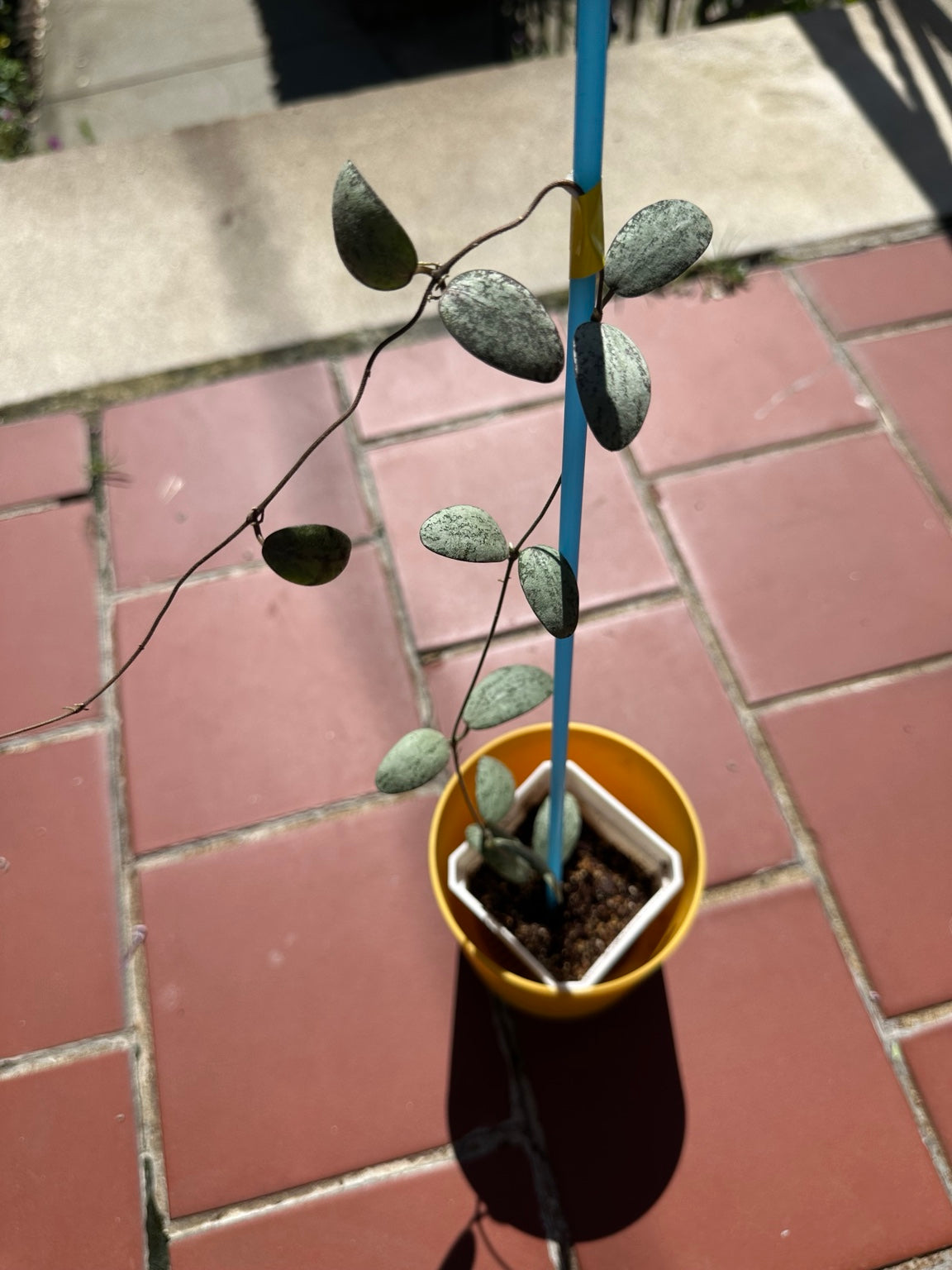 Hoya sigillatis Silver exact rooted plant shown from above