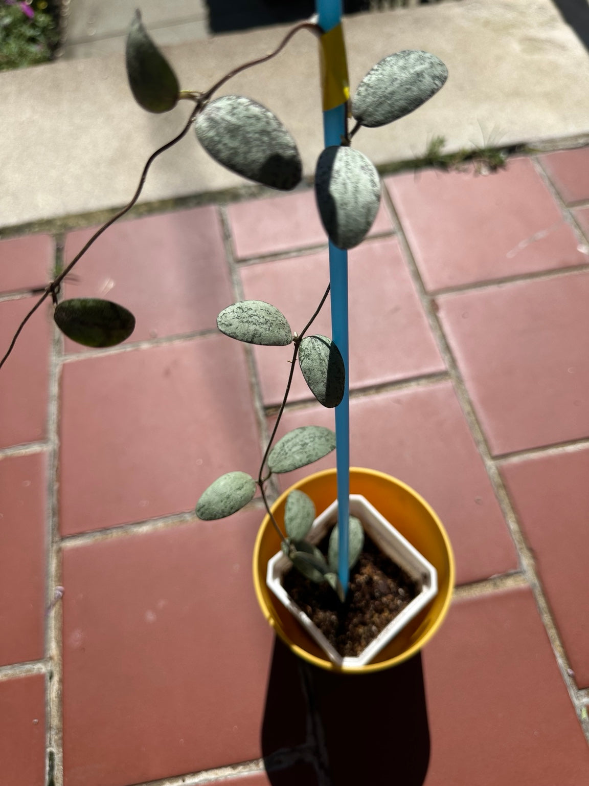 Hoya sigillatis Silver established plant with silver leaves and long vine