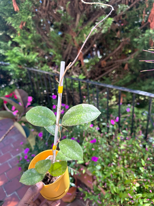 Hoya SLM-04 Silver exact rooted plant, full plant view