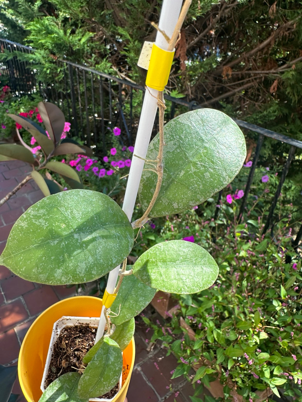 Hoya SLM-04 Silver exact rooted plant, silver foliage detail