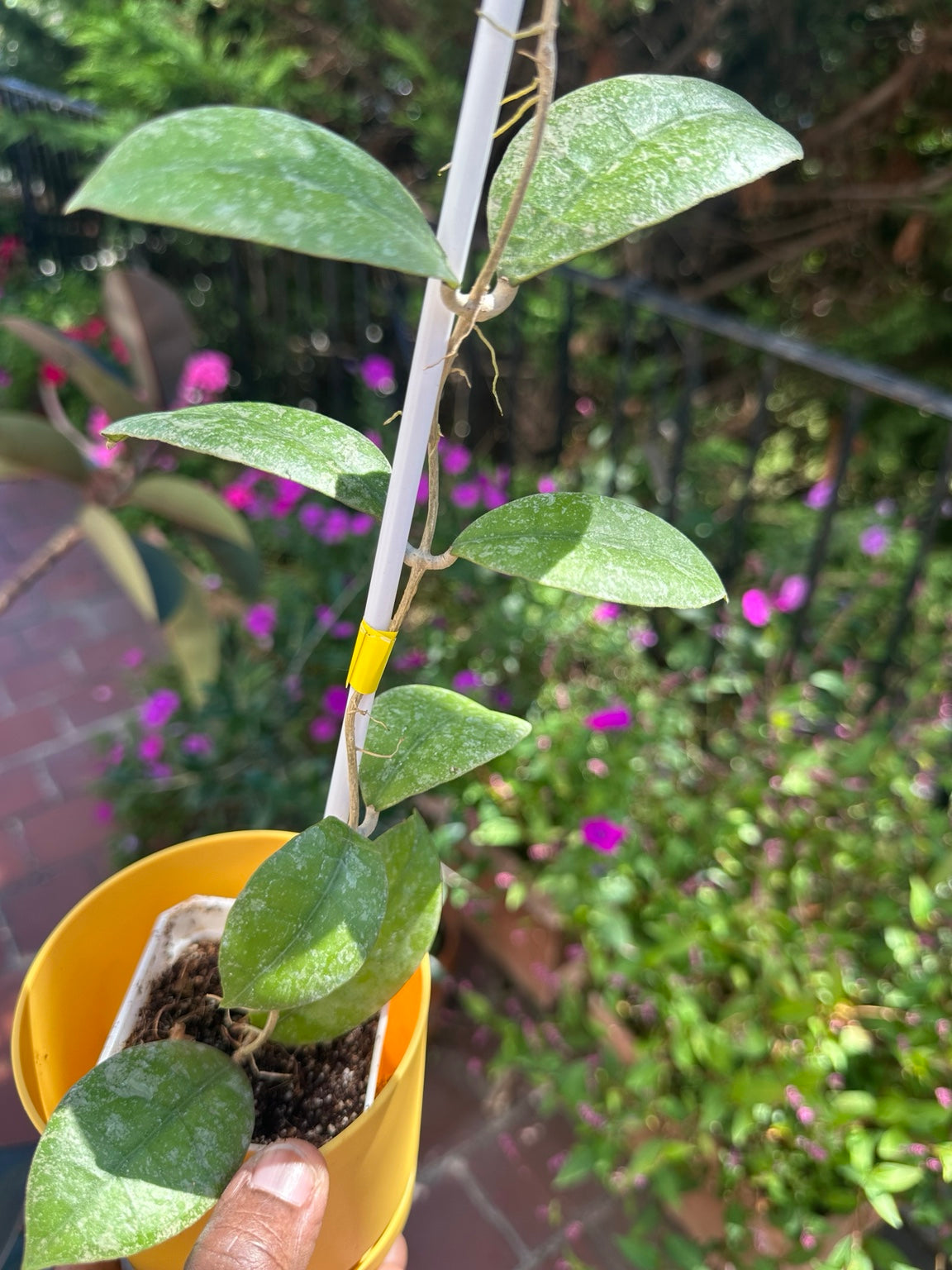 Hoya SLM-04 Silver exact rooted plant, climbing vine and silver leaves