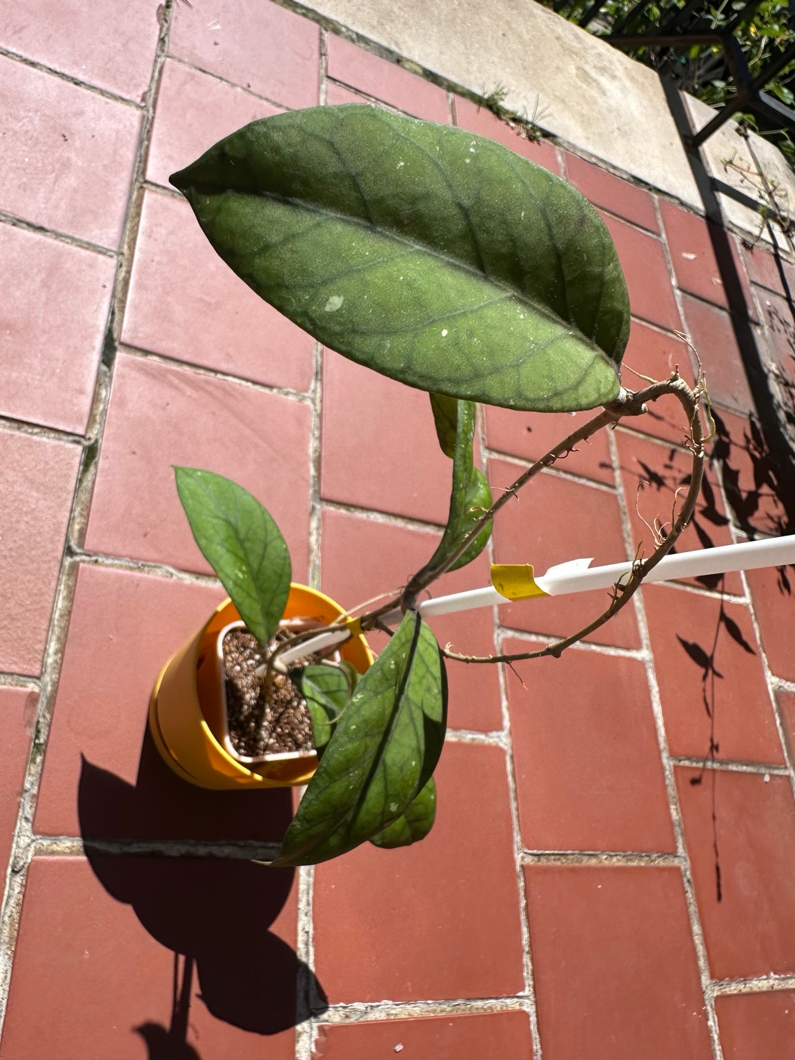 Hoya sp. Aceh ‘Lemon’ exact plant, close view of veined foliage