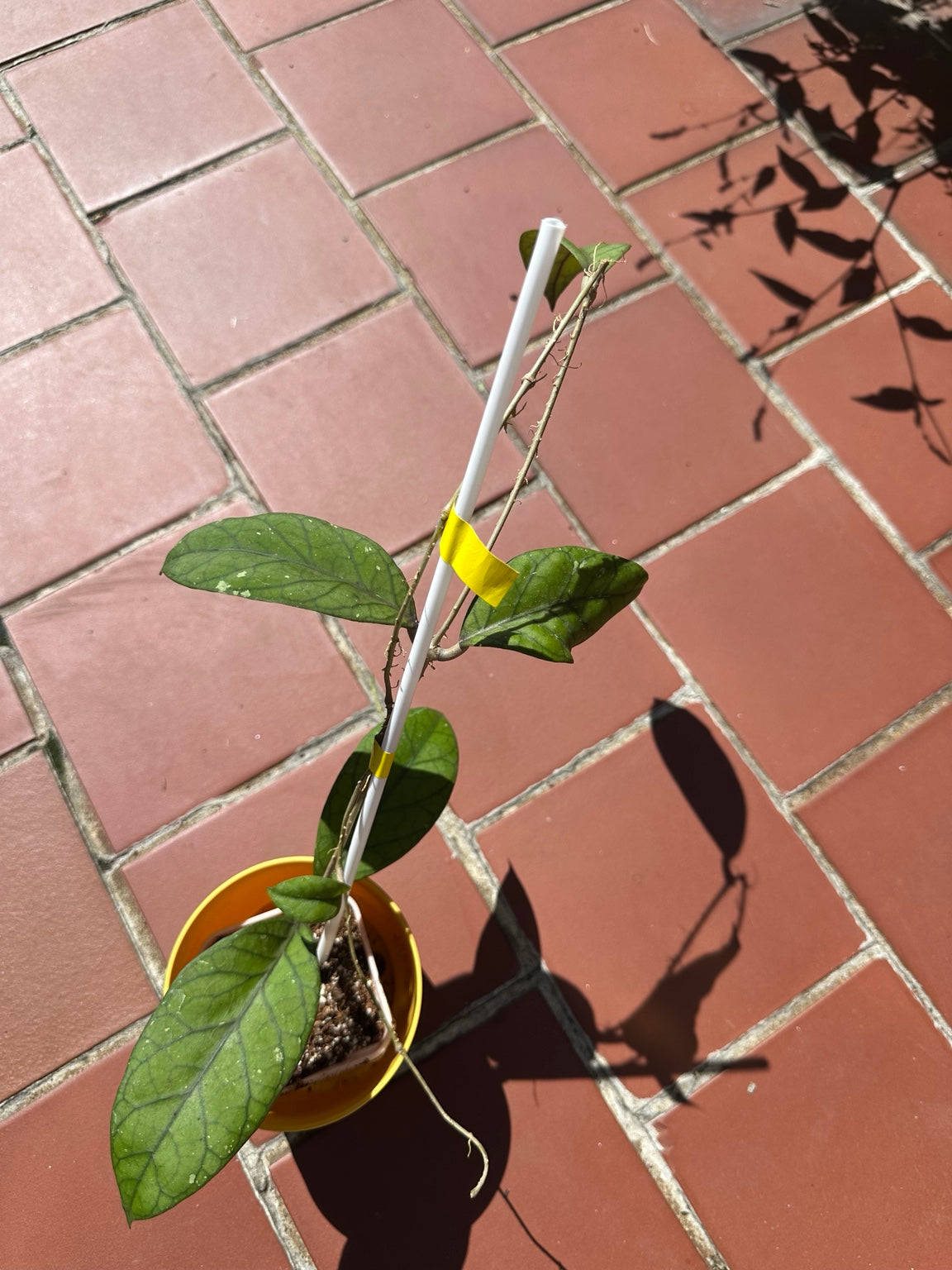 Hoya sp. Aceh ‘Lemon’ exact plant, trellised rooted specimen
