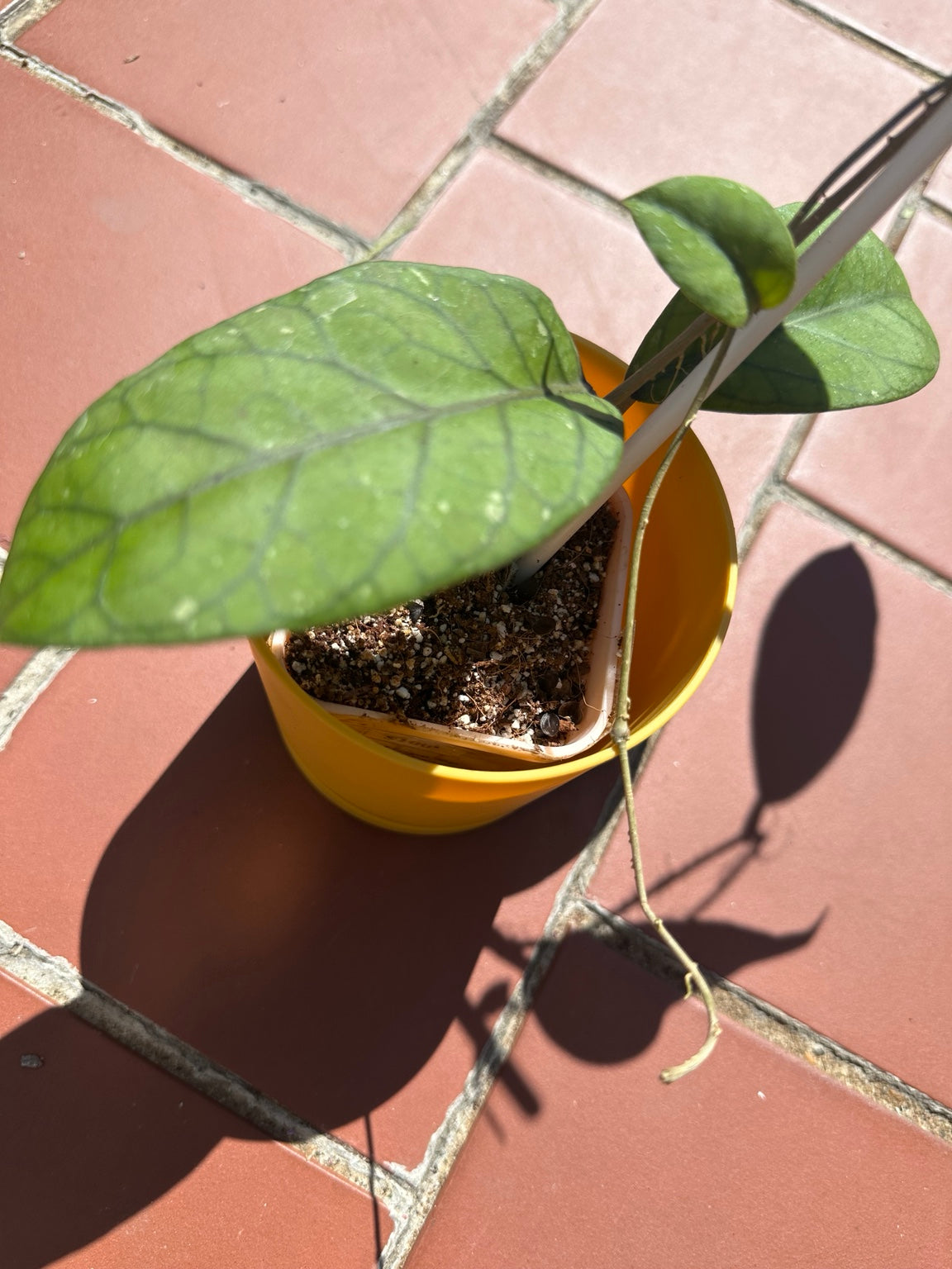 Hoya sp. Aceh ‘Lemon’ exact plant, rooted base and mature leaf detail
