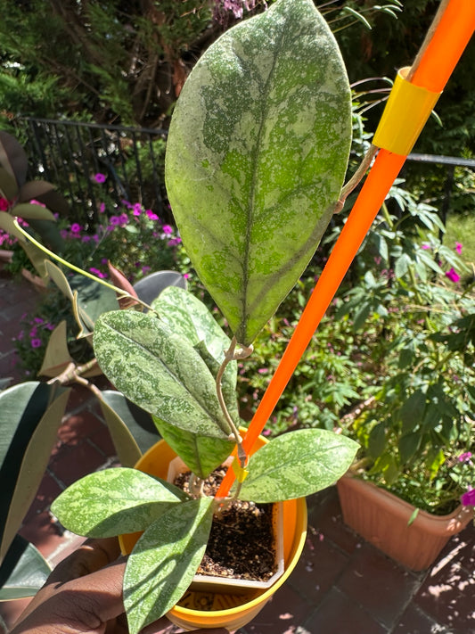 Hoya sp. Kalbar Heavy Silver Splash exact rooted plant foliage