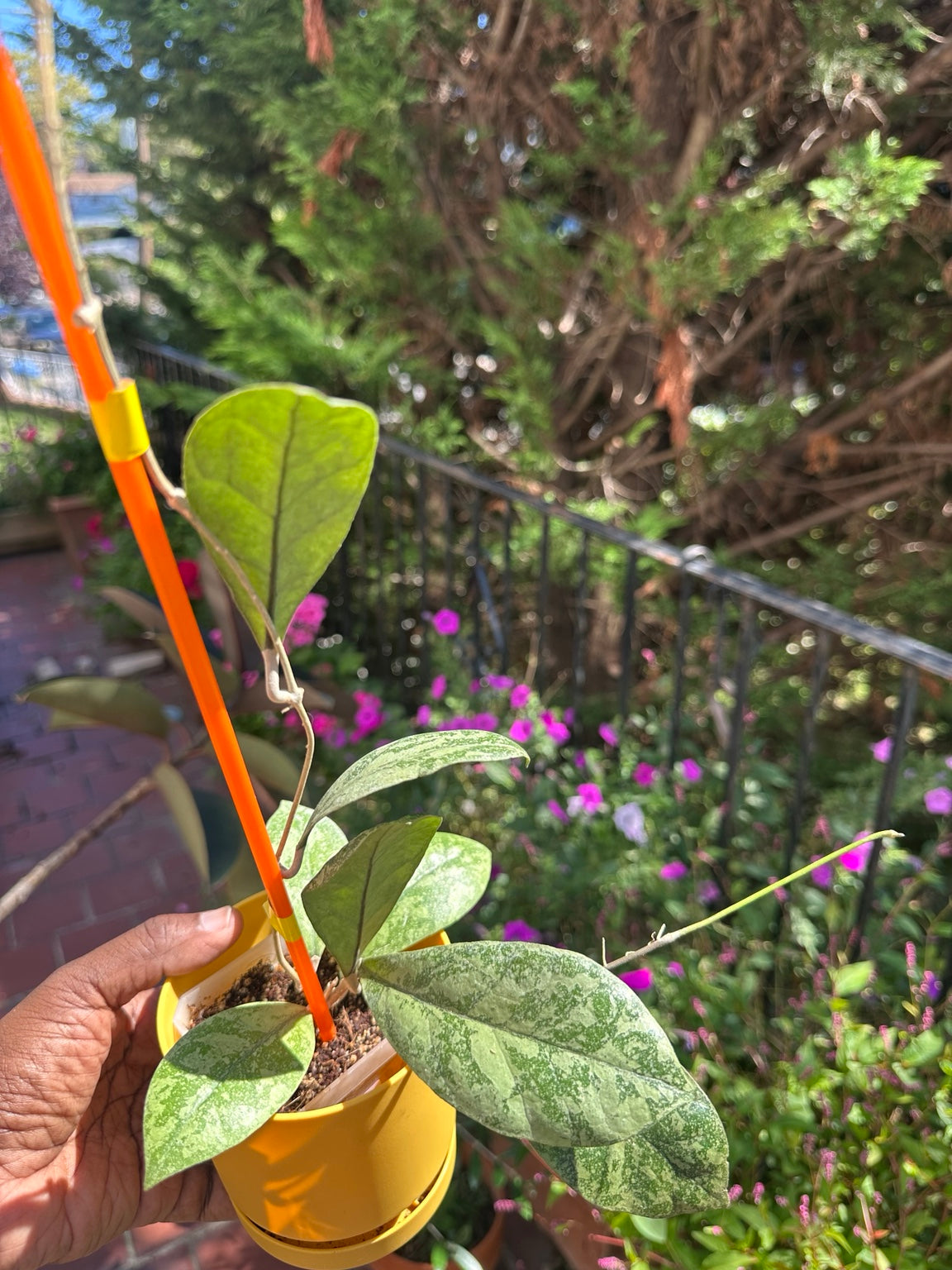 Hoya sp. Kalbar Heavy Silver Splash exact plant side view