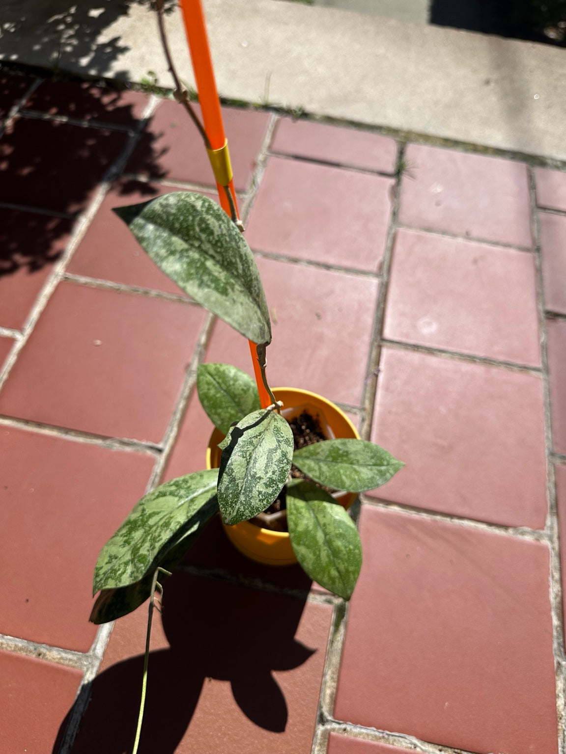 Hoya sp. Kalbar Heavy Silver Splash exact plant mature foliage detail