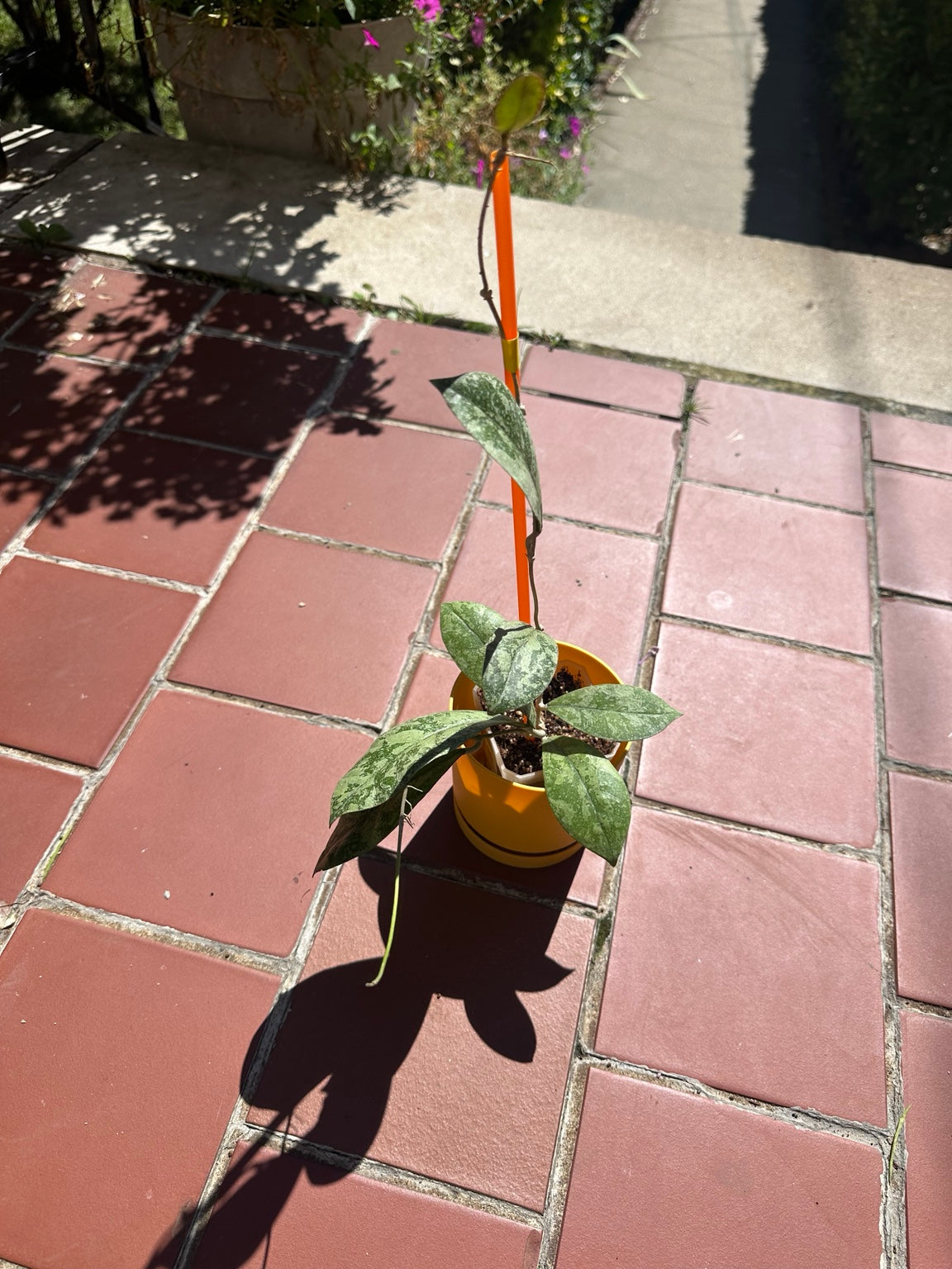 Hoya sp. Kalbar Heavy Silver Splash exact plant full growth habit