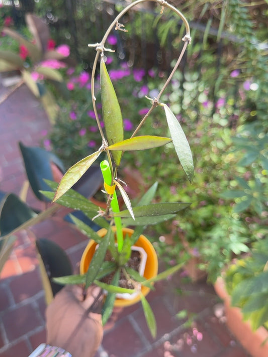 Hoya sp. Lampung Bamboo Leaves exact plant, full vine and narrow foliage