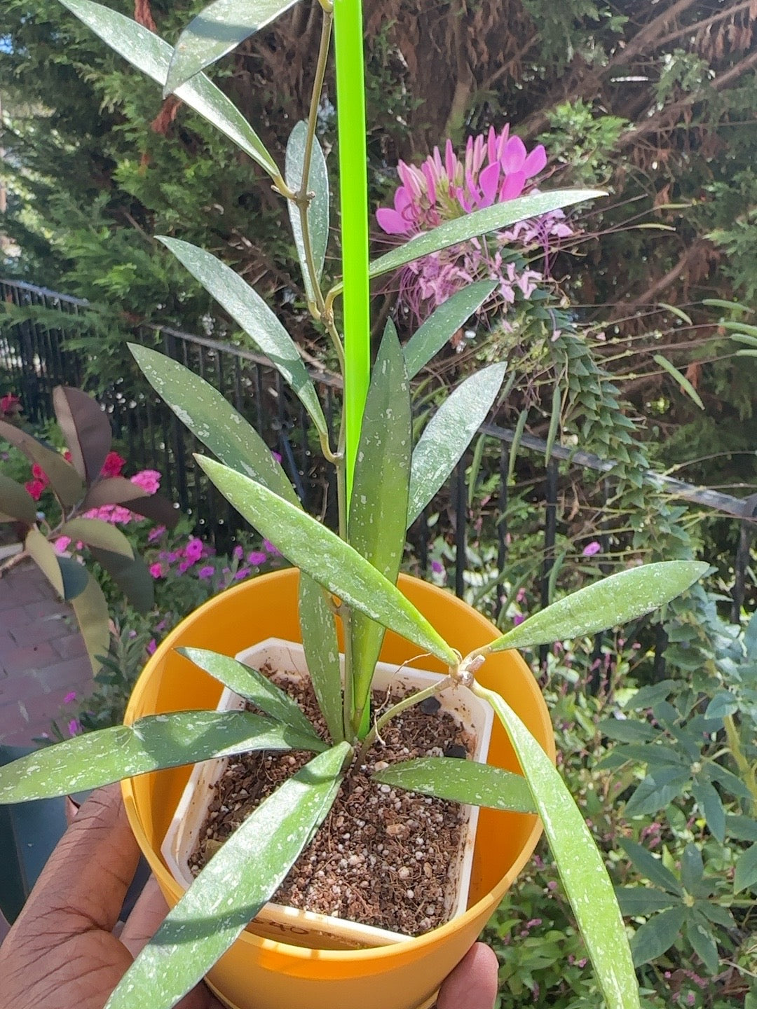 Hoya sp. Lampung Bamboo Leaves exact plant, rooted base and splashed narrow leaves