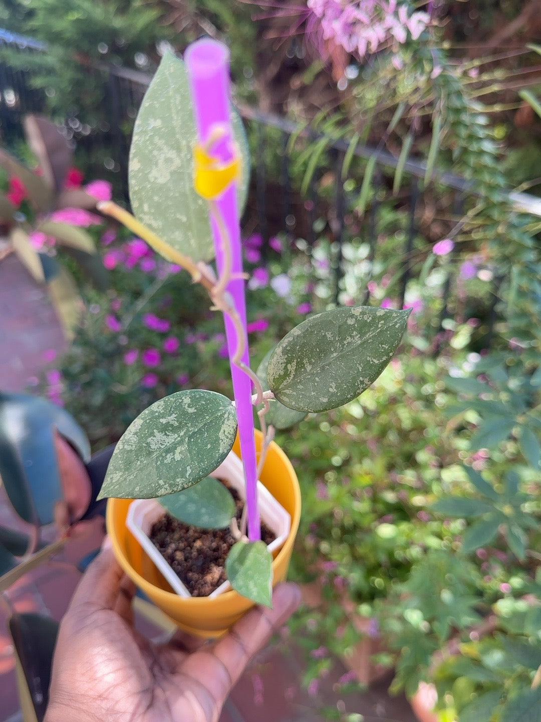Hoya verticillata Pemalang Silver exact rooted plant with six leaves and silver splash