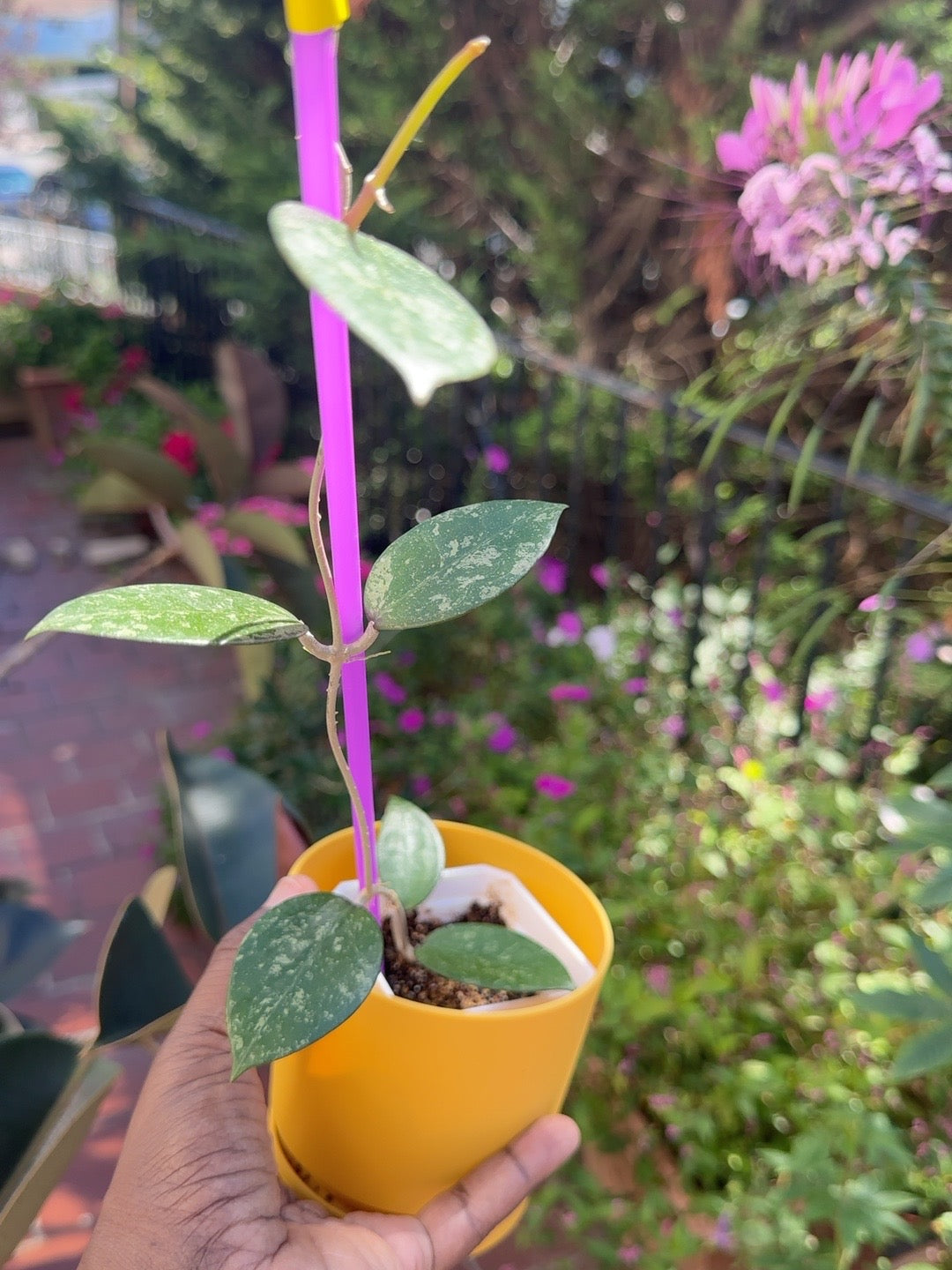 Hoya verticillata Pemalang Silver exact plant showing climbing runner and silver-splashed foliage