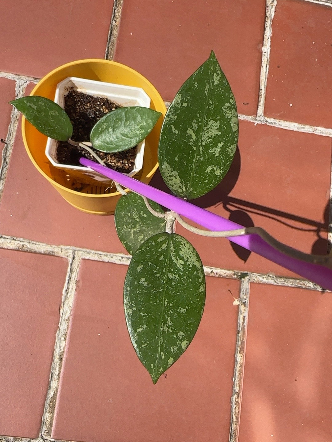 Close view of Hoya verticillata Pemalang Silver leaves showing silver splash pattern